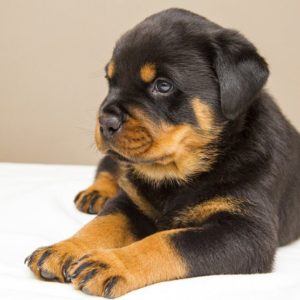 German Rottweiler Puppies for Sale