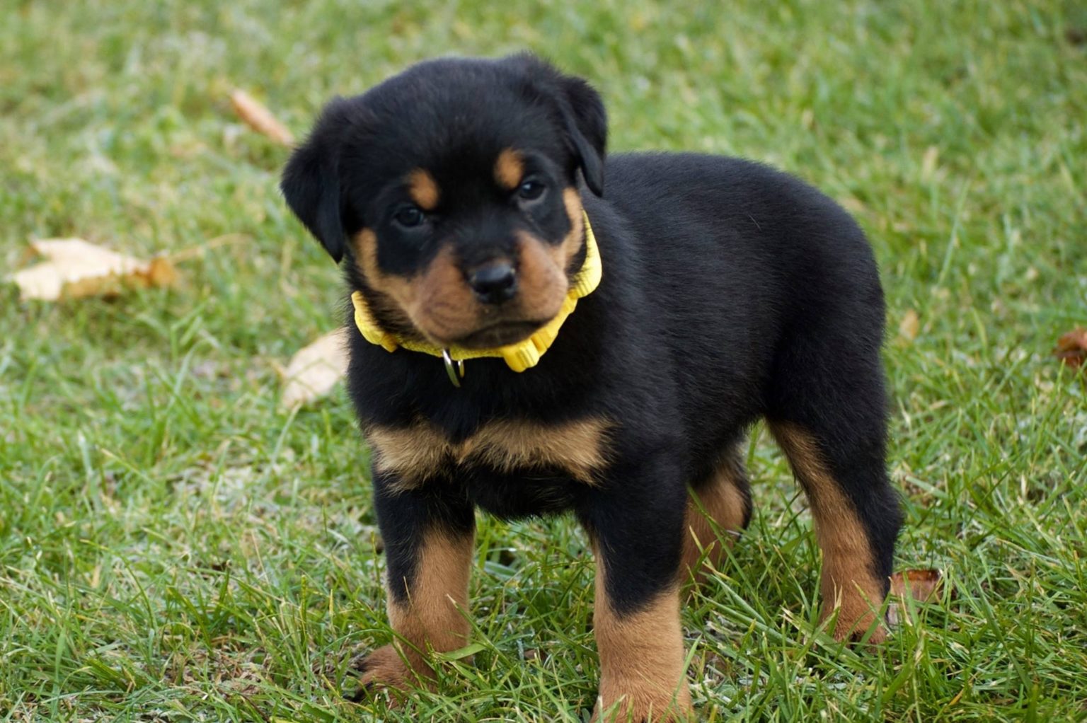 1. Rottweiler Puppies for Sale Near Me on Craigslist - wide 2