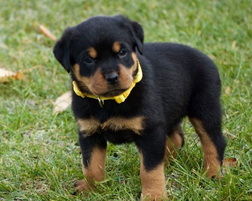 Giant Rottweiler Puppies for Sale